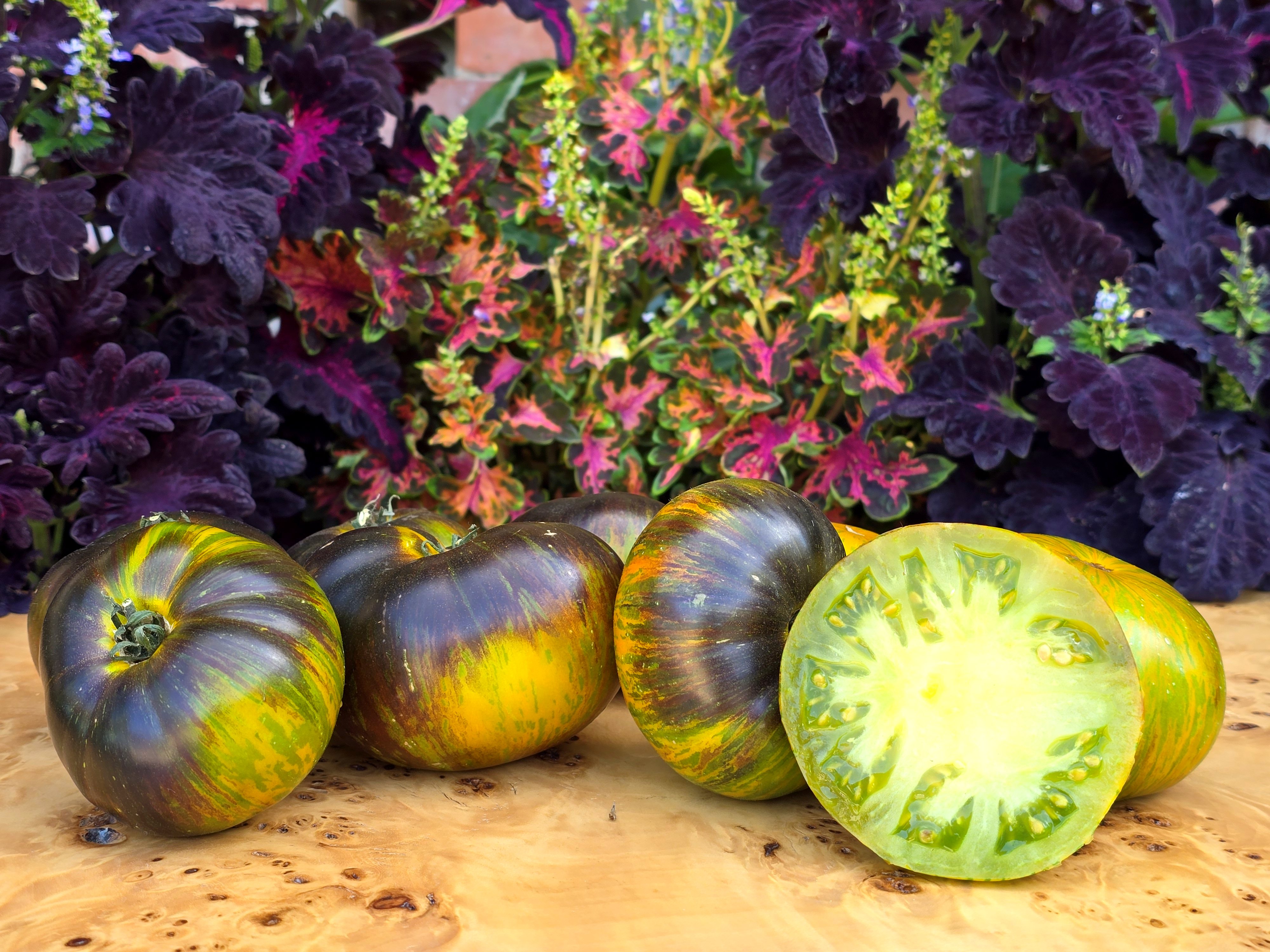 Black and Blue tomatoes: XANADU GREEN GODDESS Tomato